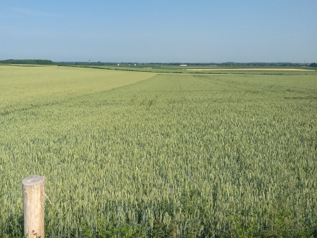 eindeloze graanvelden