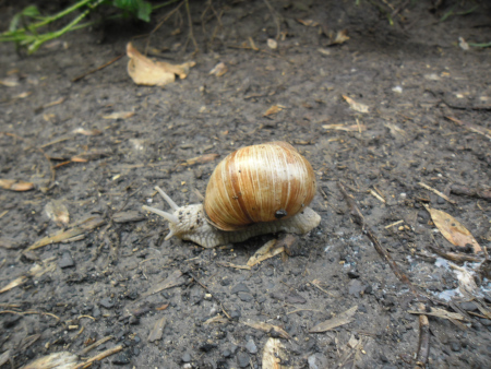 overstekend wild