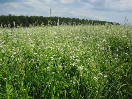mosterdveld