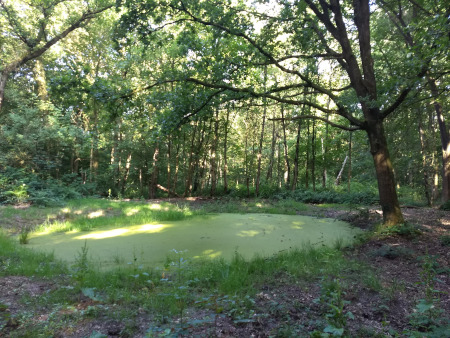 groene soep