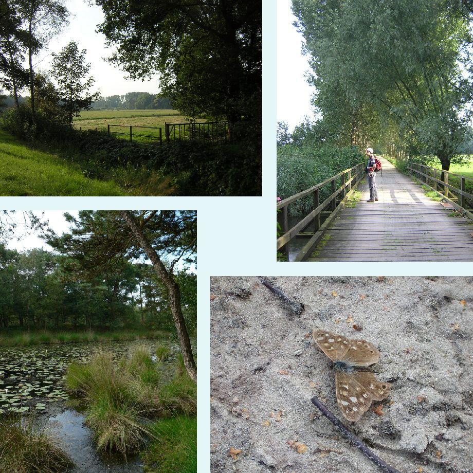 beemden bij Breugel, brug bij verdwenen watermolen, Hazenputten, bont zandoogje