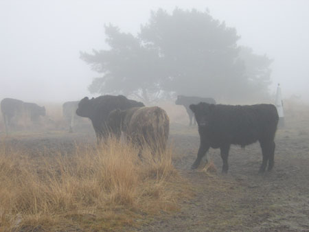 grote grazers in de mist ...