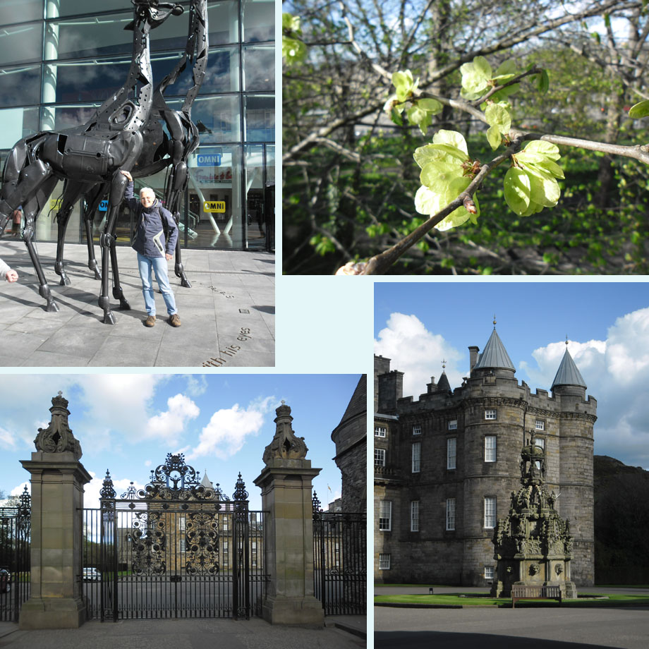 aparte dierentuin, iep, Holyrood House