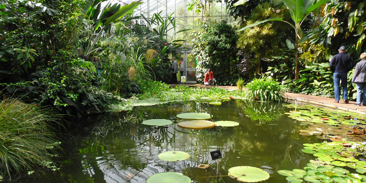 waterlelies in de botanische tuin