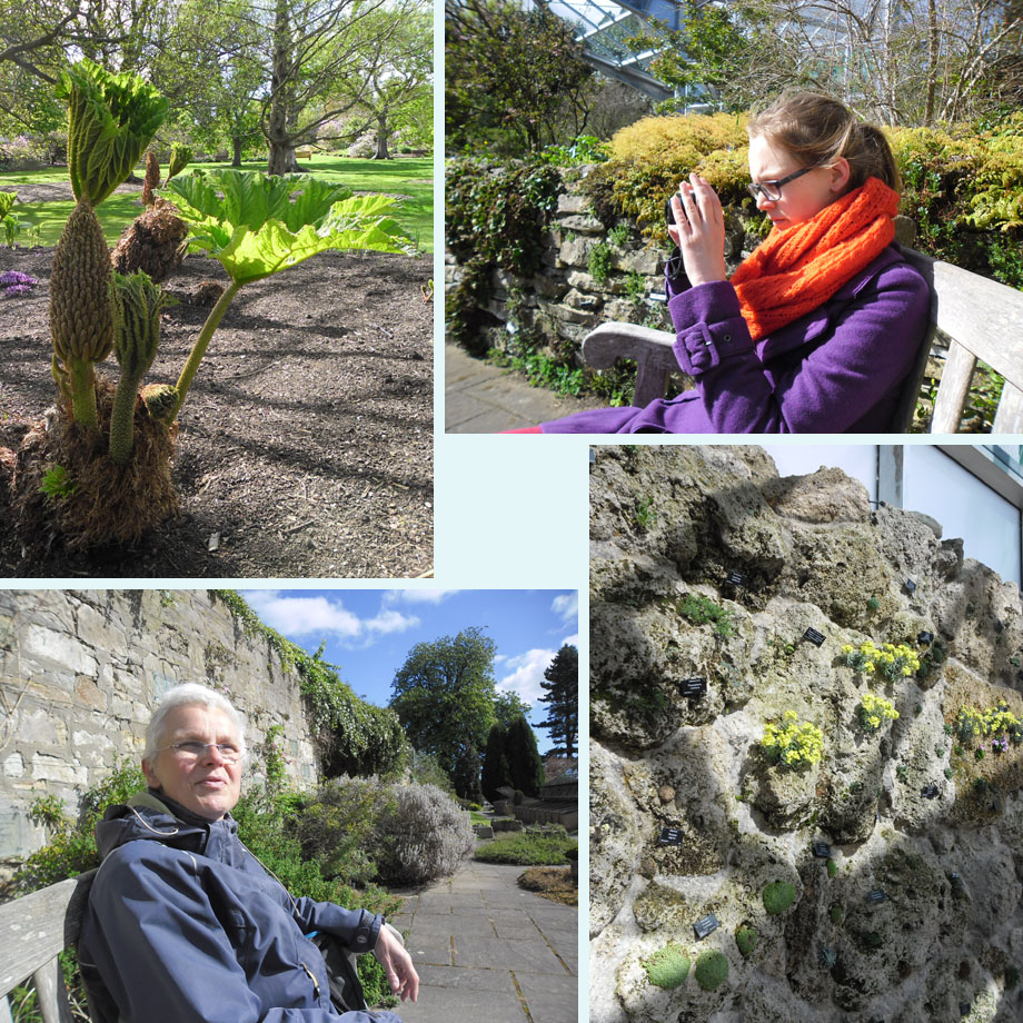vreemde plant, pauze in de alpiene tuin, tufstenen wand