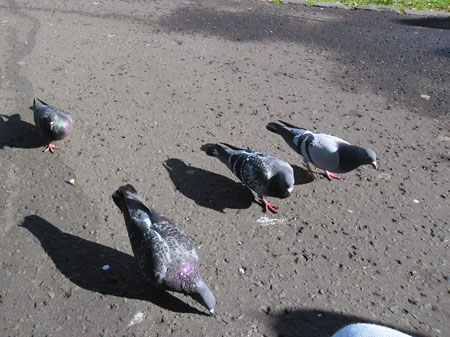 hongerige duiven