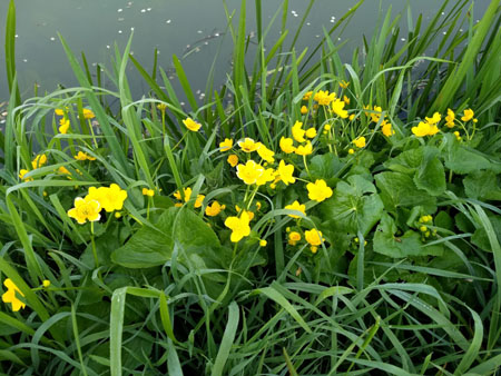 dotterbloemen