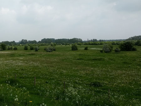 meidoorns in bloei