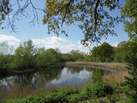natuur langs de Lage Linie