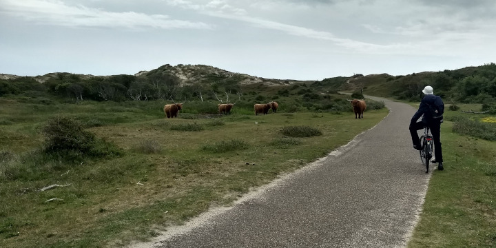 grote grazers in de duinen