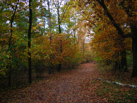 herfst in boswachterij Dorst