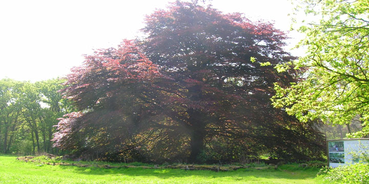 prachtige rode beuk bij de Efteling