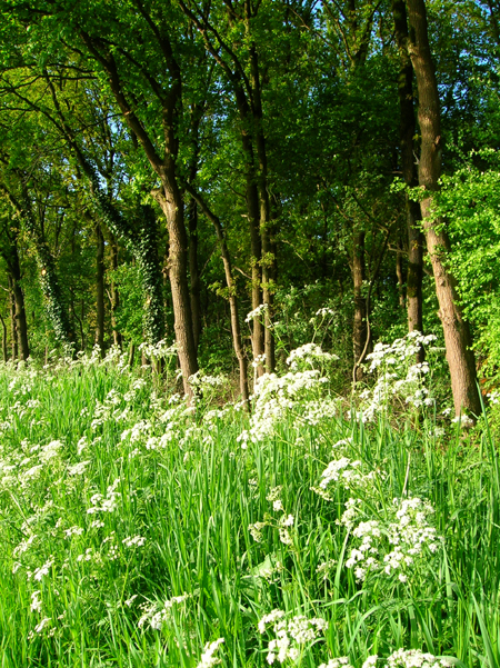 fluitenkruid in de wegberm