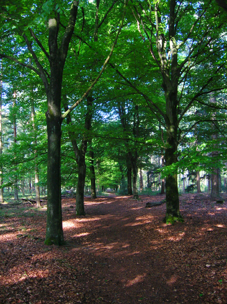 beukenlaantje op Huis ter Heide