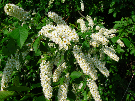 inlandse vogelkers in bloei