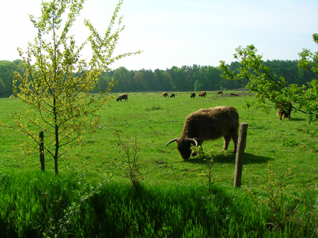 nog meer grote grazers