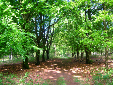 beukenlaan bij De Moer