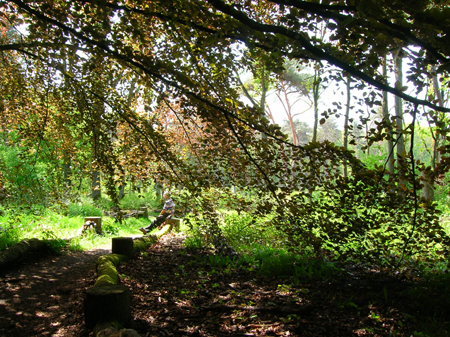 de wereld door een gordijn van beukenblad