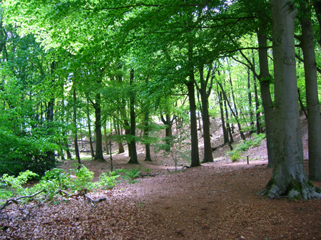beuken bij de Roestelberg