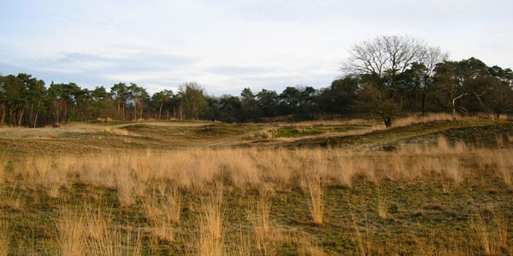 Loonse en Drunense Duinen