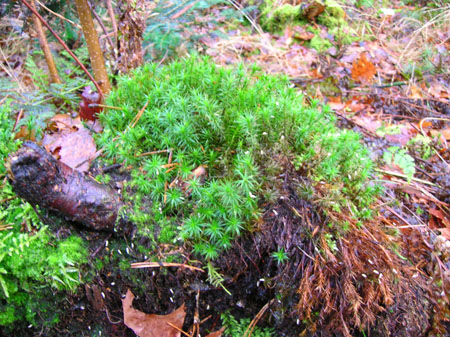 volop mos in het bos