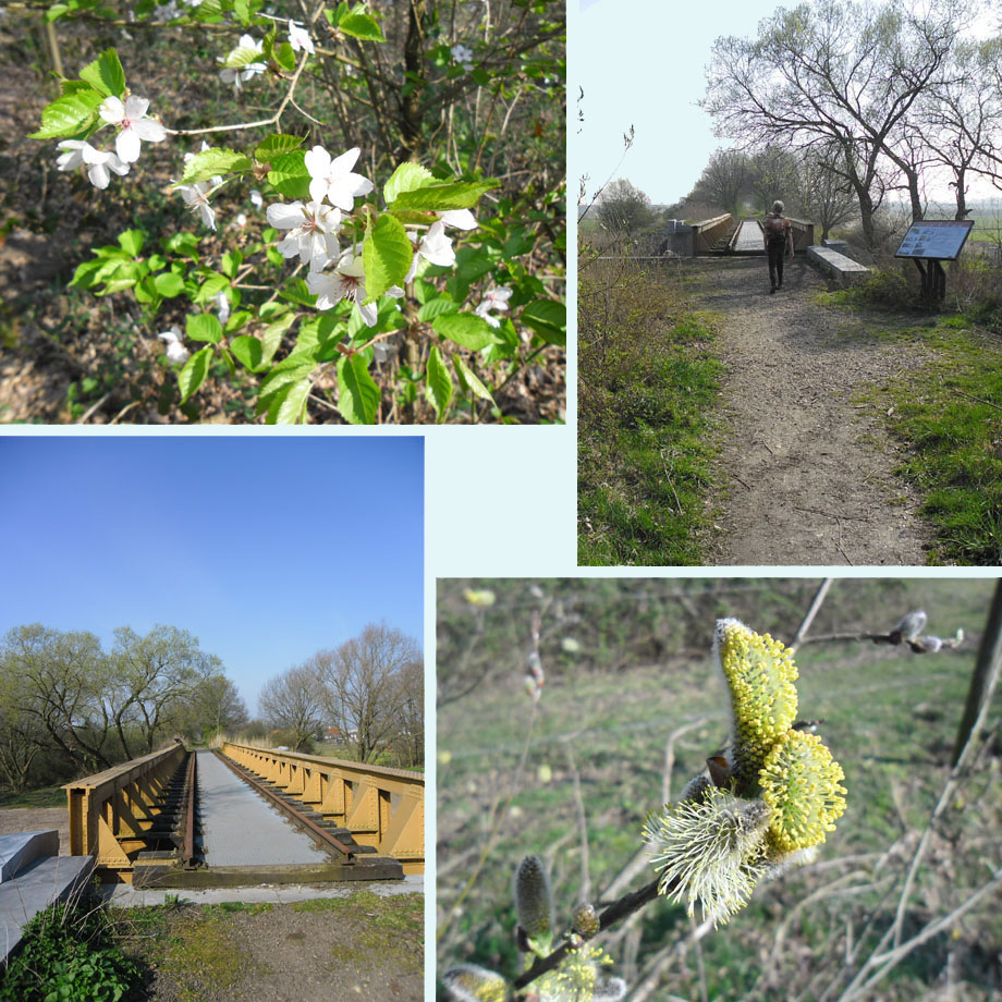 bloeiende kers, bruggen in de Moerputten, bloeiende wilg