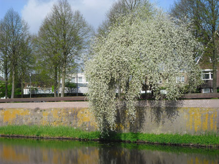 bloeiende Weichselboom