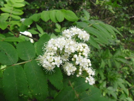 bloeiende lijsterbes