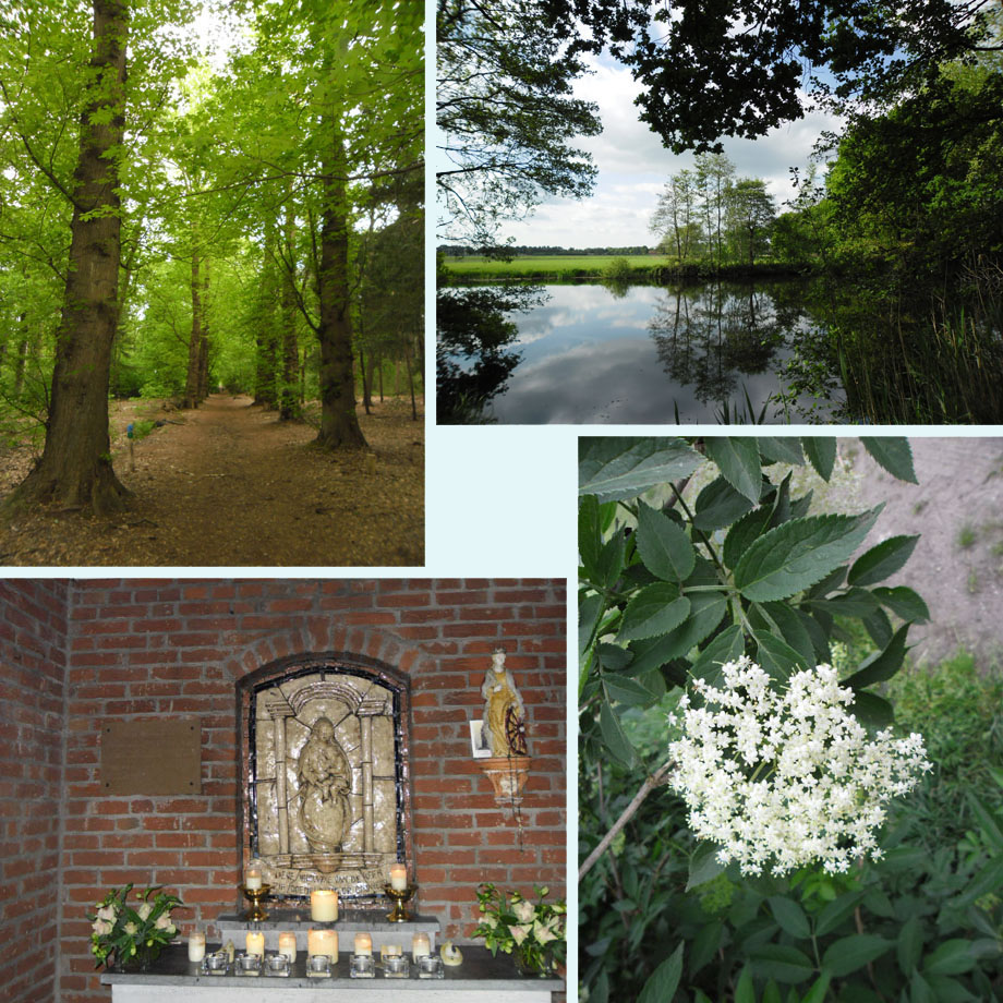 Pettelaer, wiel, Mariakapel, vlierbloesem