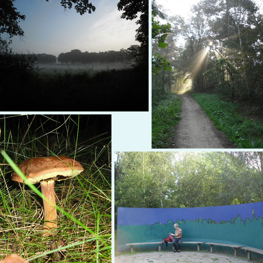 nevel, zonneharp, boleet, fraaie pauzebank