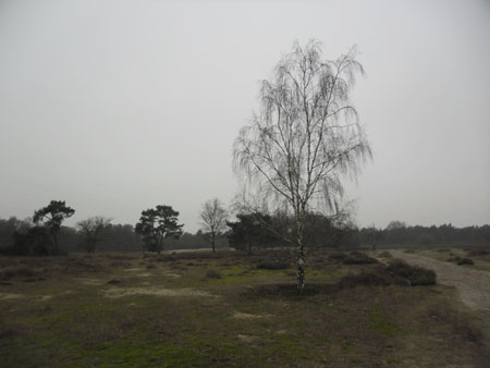 heide op de Maashorst
