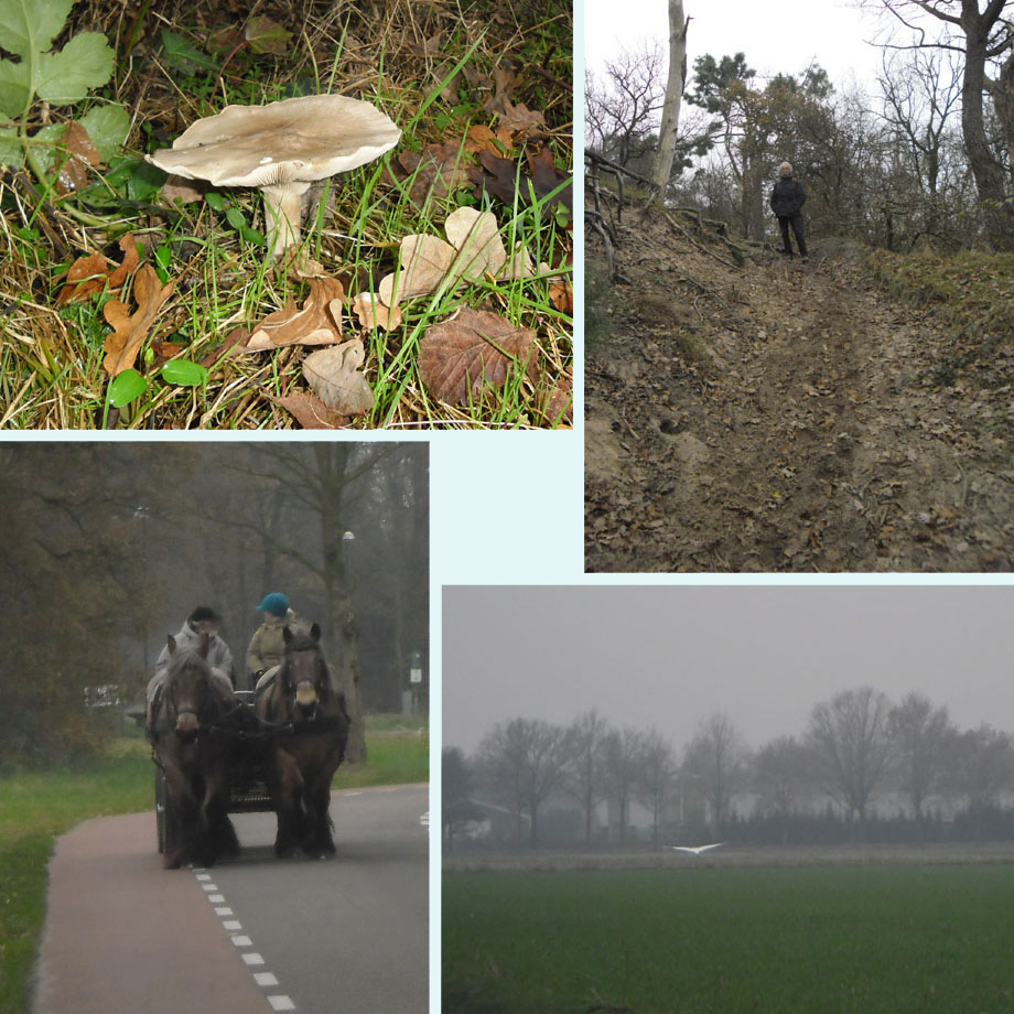 zwammen, stijgen en dalen, paard en wagen, zilverreiger