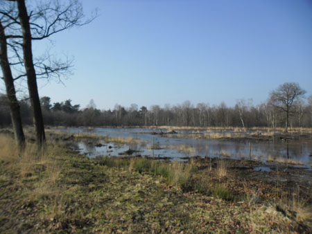 bosomvormingsgebied Udenoord
