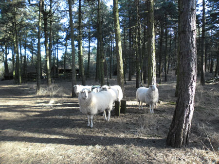 Kempische heideschapen