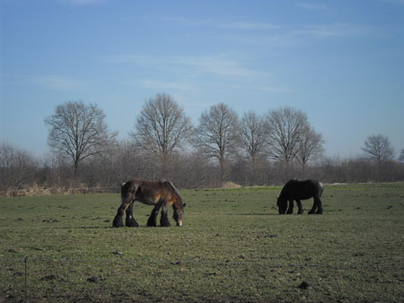 echte Belgische knollen
