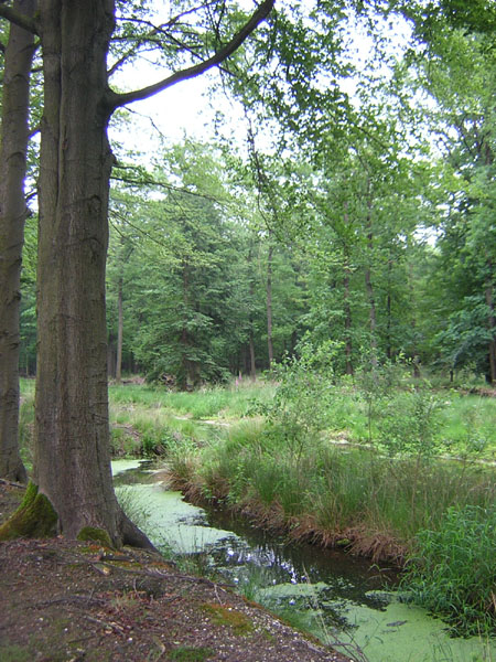 nog meer water in de Stippelberg
