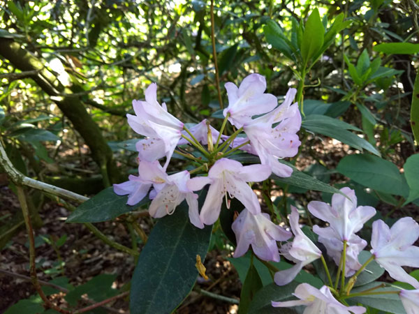 bloeiende rhododendron