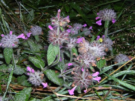 mooie flora onderweg