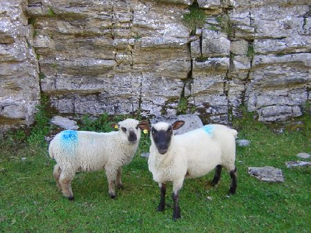 de almen worden goed begraasd