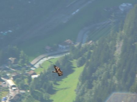 een echte steenarend!