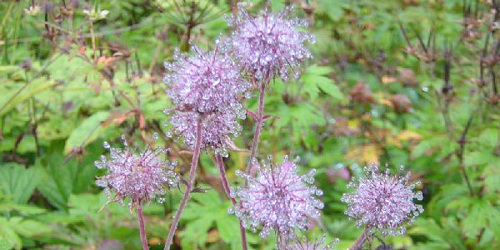 parels op alle bloemen