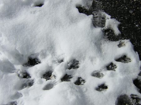 sporen van murmeltiere