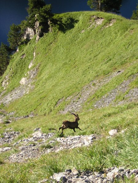 ook hier weer steenbokken