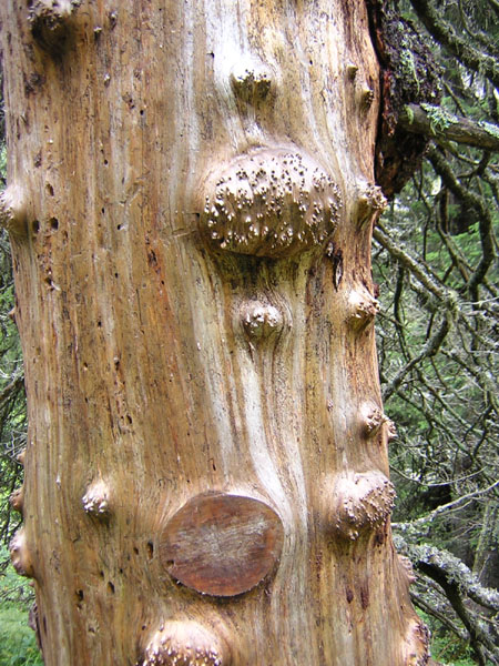 dood hout kan mooi zijn