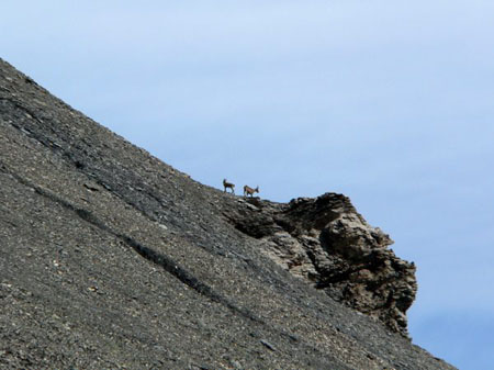 gemzen boven de Daubensee
