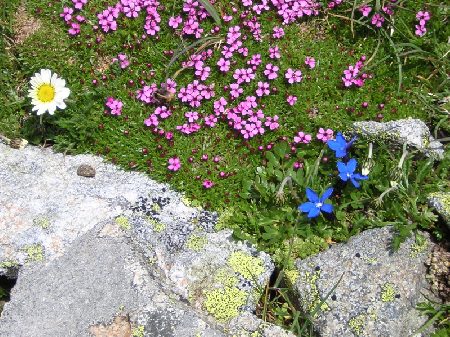 gentianen en alpenmansschild