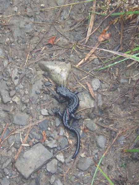 alpensalamander