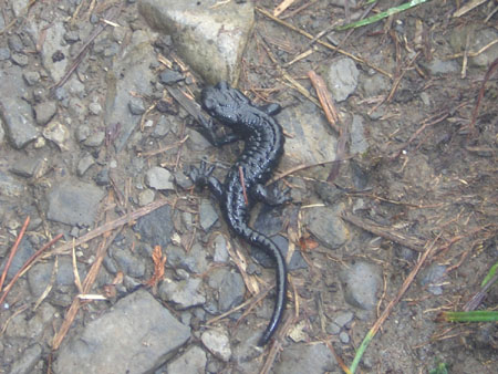 alpensalamander