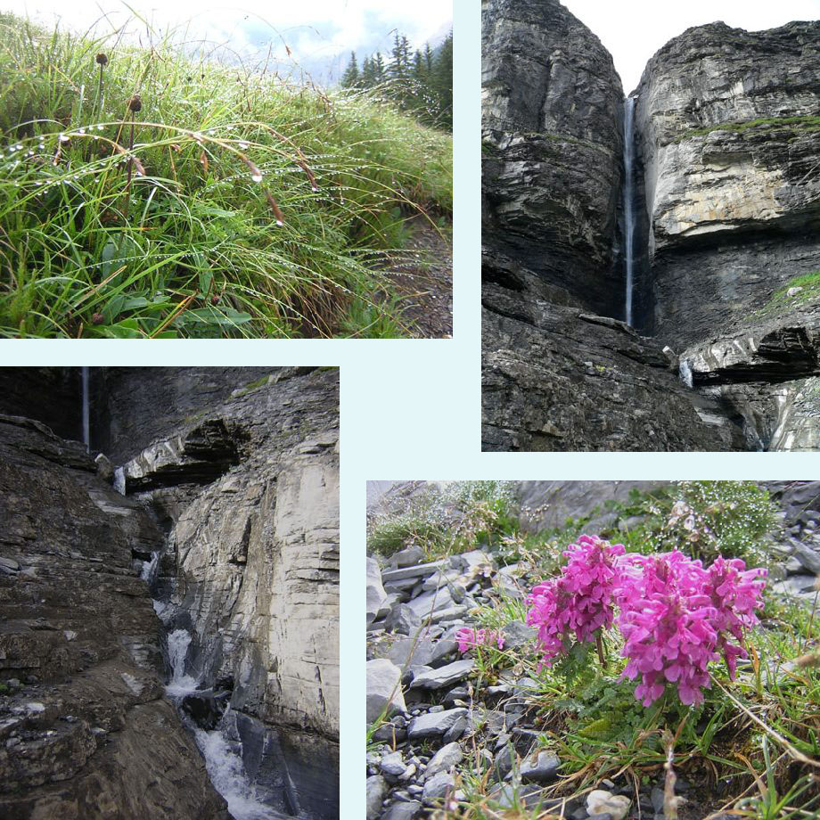 dauwdruppels, waterval, cascade, vleugeltjesbloem