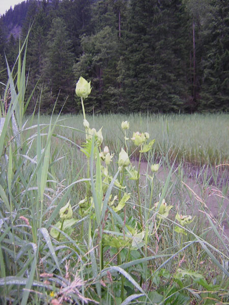 het pad langs de Kander